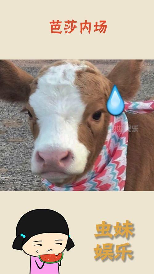 娱乐吃瓜酱猴,揭秘娱乐圈那些不为人知的幕后故事